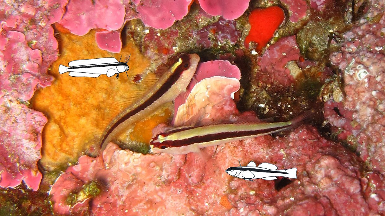 091 Blennie de Roux & Gobie rayé (Parablennius rouxi & Gobius vittatus).JPG - Blennie de Roux & Gobie rayé (Parablennius rouxi & Gobius vittatus) : Même livrée que le gobie rayé mais n'a qu'une seule nageoire dorsale